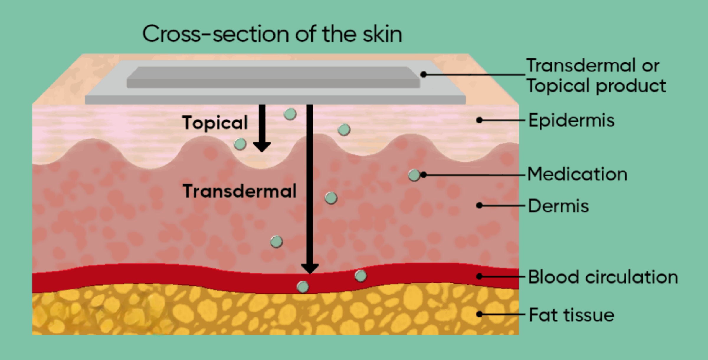 Cross-section of the skin — transdermal absorption